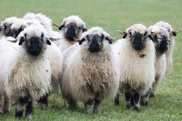 istock A herd black nose sheep, Walliser schwarznase. 2249797780