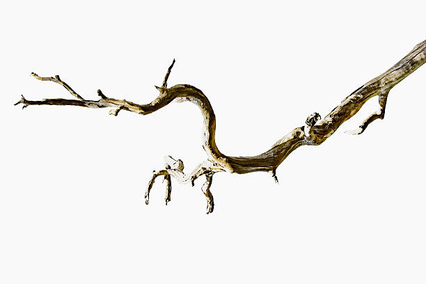 istock Minimalist abstract close-up of a dead branch 2249797808