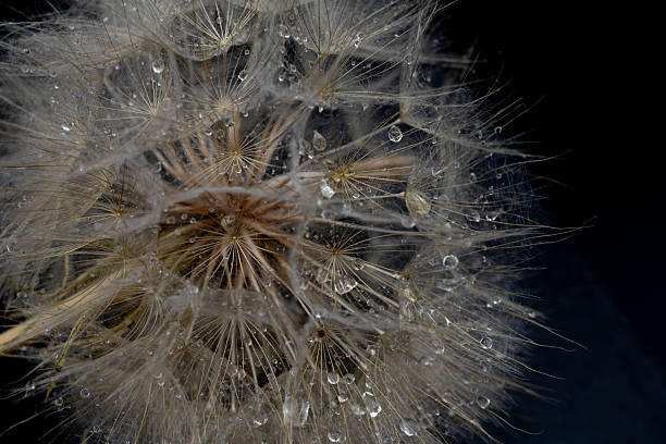 istock Macro dandelion seed head with water droplets on delicate filaments 2249798736
