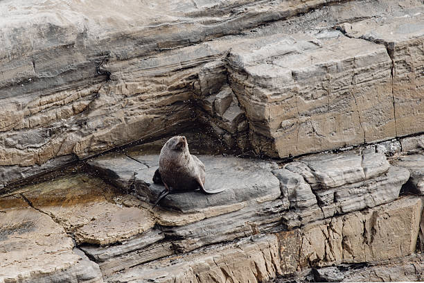 A sea lion on a rock