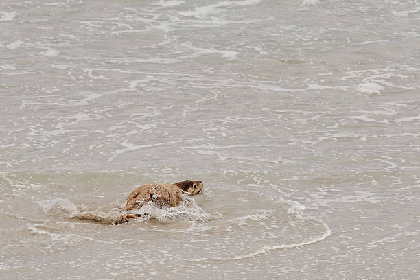 Cute little Maltipoo dog swimming in a fresh sea early in the morning.