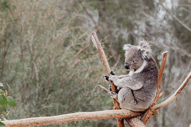Close-up of a koala in a eucalyptus tree