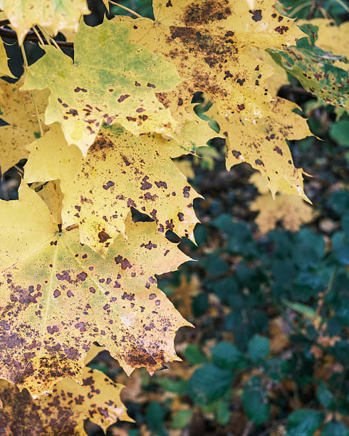 istock Yellow maple leaves changing color during autumn season 2249805583