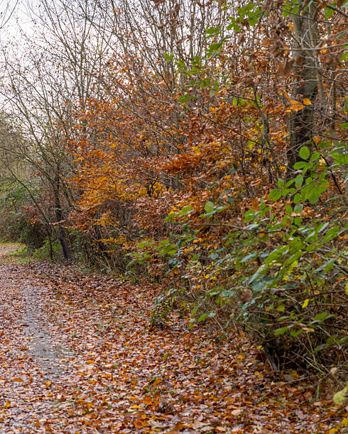 istock Forest path covered in fallen leaves during the autumn season 2249805751