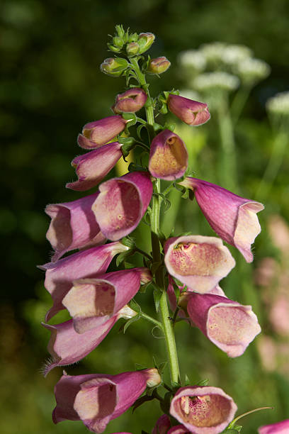 istock Flowers in the garden at night 2249806062