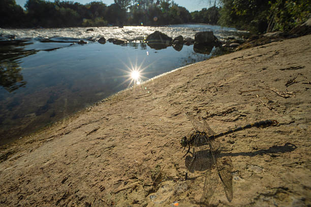 A wide angle image of the  small pincer tail in the last sunlight