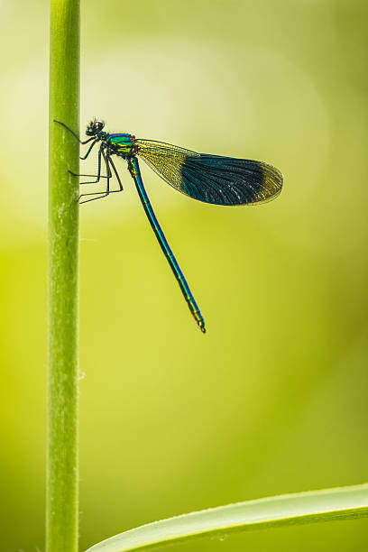 istock The banded demoiselle, Calopteryx splendens 2249808331