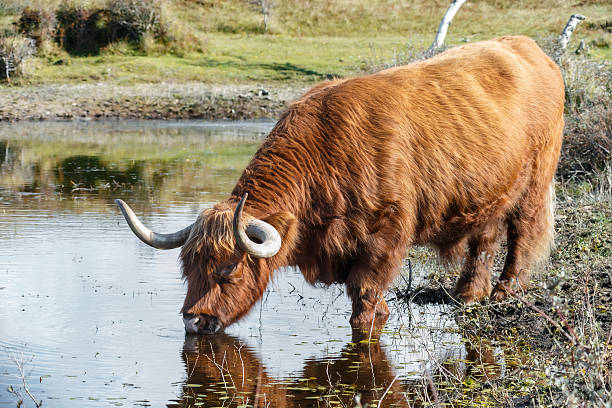 A Scottish Highlander in its natural environment in the dunes.
