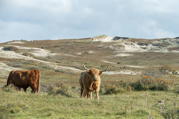 A Scottish Highland cattle stands in the water on the shore of a small lake in the dune hinterland in a nature reserve near Egmond aan Zee in the Netherlands