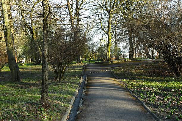 istock Alley with trees in park 2249811525