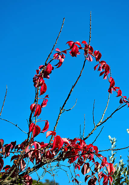 autumn leaves in Sori, Liguria, Italy