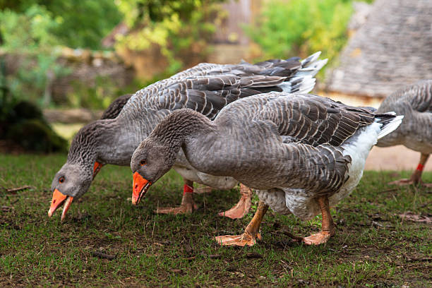 istock Close-up of geese 2249812791