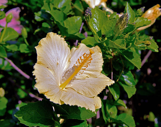 Flower in India