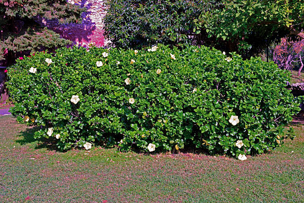 istock Hibiscus flower in Nervi Park 2249812897