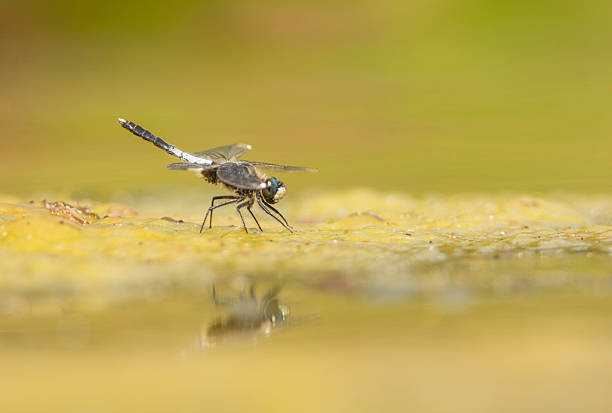 A sitting lilypad whiteface dragonfly