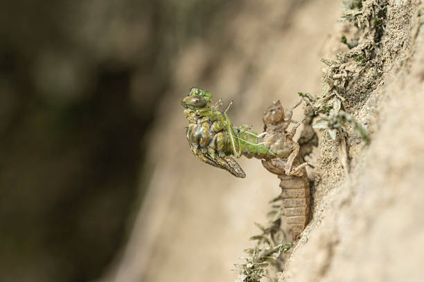 An emerging small pincer tail dragonfly