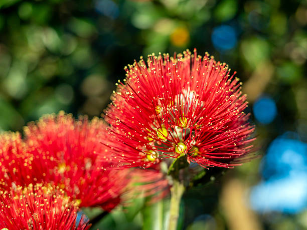 The vibrant blossoms of the Pohutukawa tree are a breathtaking spectacle! Often referred to as the New Zealand Christmas tree, its striking red flowers bloom in a dazzling display, creating a stunning visual on coastal landscapes. Their beauty not only captivates the eye but also resonates deeply with the cultural spirit of the land.