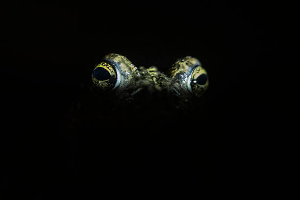 The isolated eyes of the natterjack toad