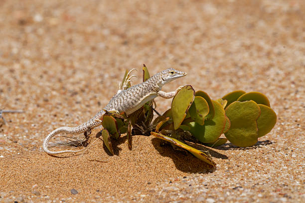 lizards thrive in the Dorab Desert near Walvis Bay, Namibia