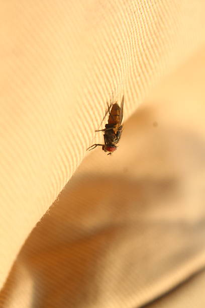 high-resolution macro photograph capturing a flesh fly (family Sarcophagidae) resting on light-colored, textured fabric.