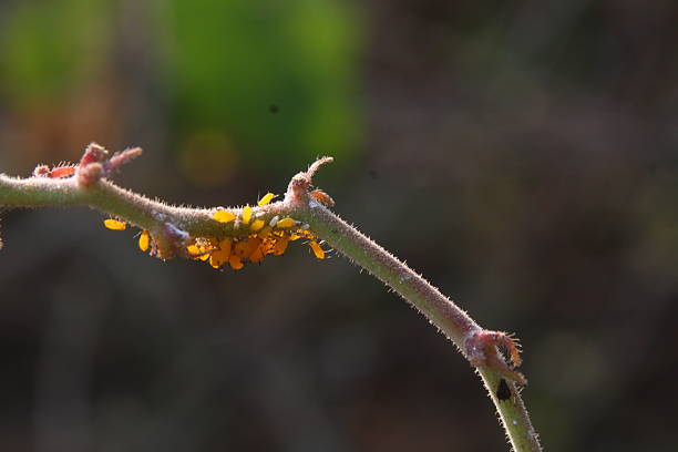 istock Bright Yellow Aphis nerii Insects on Green Plant 2249821610