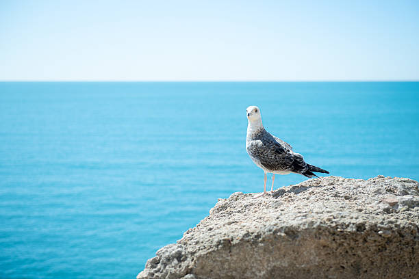 istock Seagull perched on rock with blue sea and sky view 2249822438