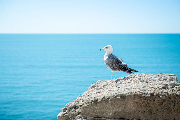istock Seagull perched on rock with blue sea and sky view 2249822449