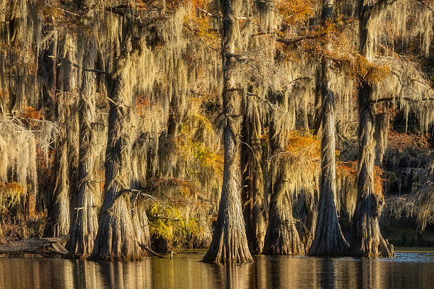 istock Caddo Lake Early Morning Light 2249822813