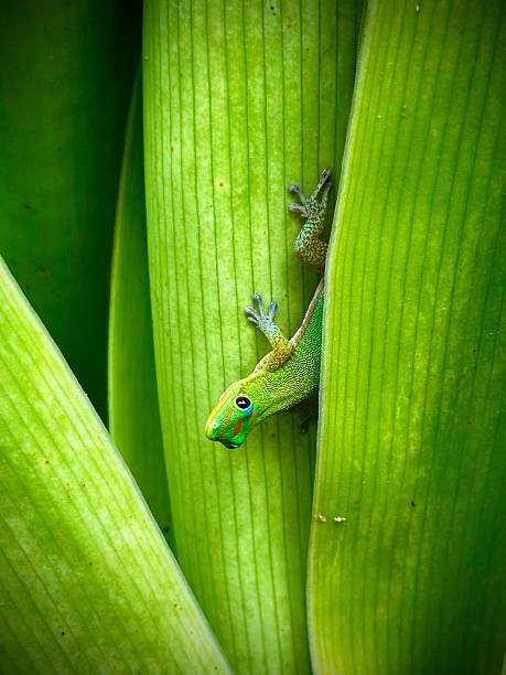 A Green anole lizard peeking from a tropical plant. Photographed on the island of Kauai, Hawaii.