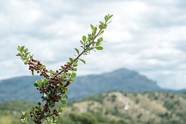 Vibrant berries on branch with mountainous landscape in background.