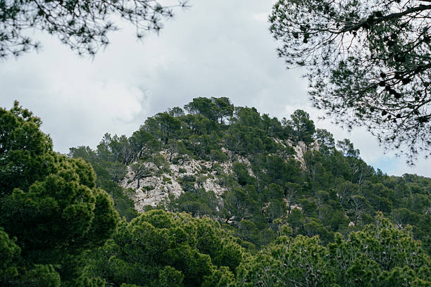 Lush green pine forest on rocky mountain under cloudy sky.