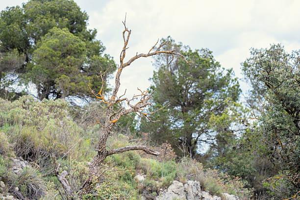 Barren tree amid lush greenery on rocky hillside under cloudy sky.