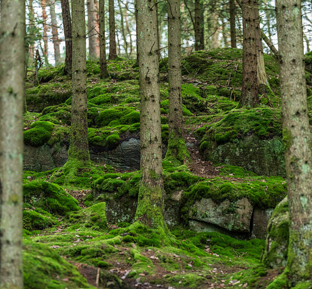Rock formations and moss covered spruce trees in deep northern forest