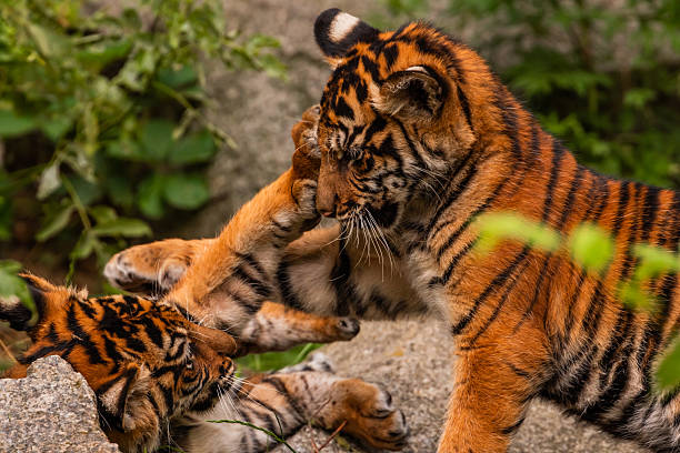 istock Sumatran tiger family with two little cubs 2249824989