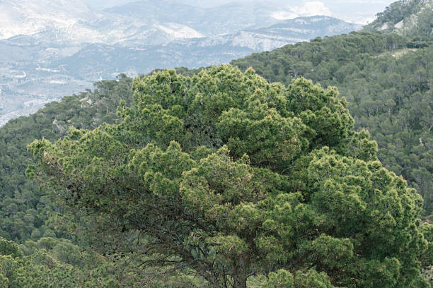 Lush green forested mountain landscape with dense pine trees and misty hills.
