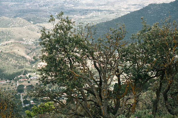 Scenic mountain vista with lush trees overlooking a valley landscape.
