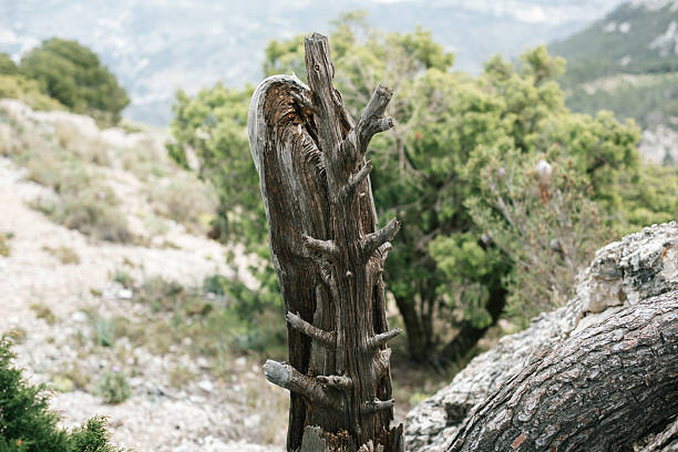 Weathered tree trunk in rocky mountain landscape with lush greenery.