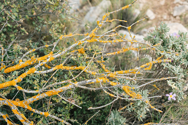 Vibrant yellow lichen on tree branches in natural habitat.