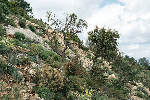 Scenic mediterranean hillside landscape with lush vegetation and rocky terrain.