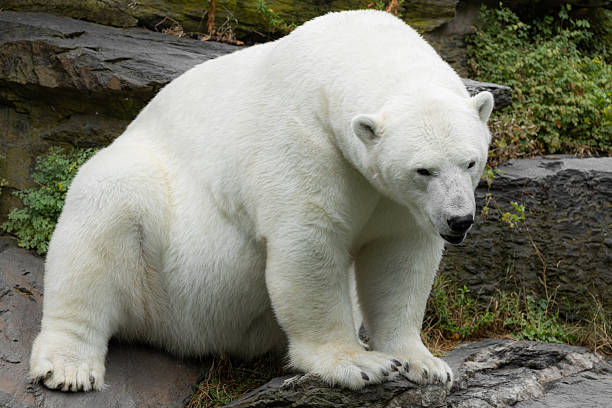 istock Polar bear resting on rocky terrain surrounded natural habitat setting 2249825561