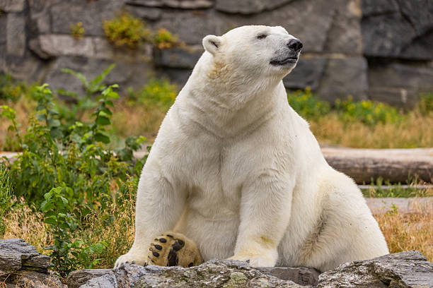 istock Polar bear sitting on rocky greenery in a natural habitat setting 2249825688