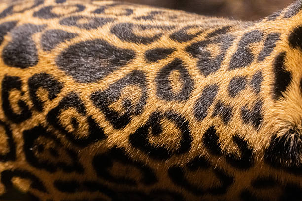 jaguar. Close-up view of leopard fur, highlighting the unique spotted pattern and rich texture, creating a captivating visual experience
