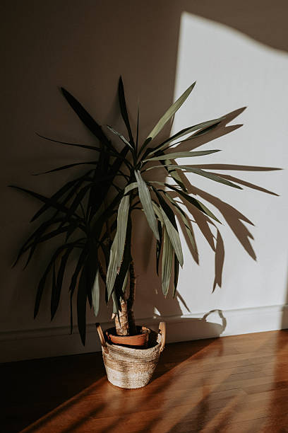 istock Natural and minimalist home decor scene 2249830804