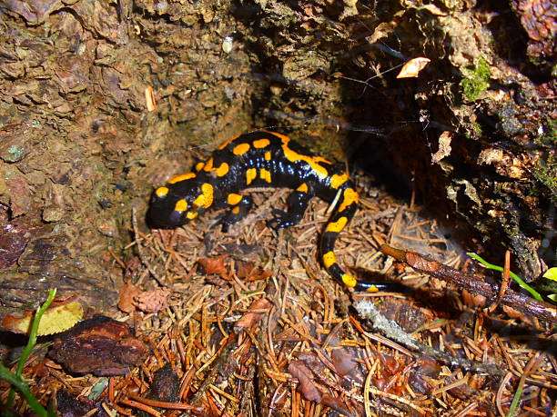 istock Fire salamander on damp spruce needle forest floor 2249833392