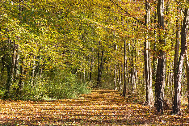 A serene forest path surrounded by vibrant autumn foliage, providing a peaceful natural setting illuminated by warm sunlight filtering through the trees.
