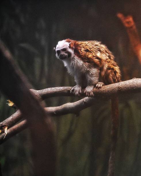 istock Geoffroy's Tamarin Sitting on a Tree Branch Looking Around Enclosure 2249834654