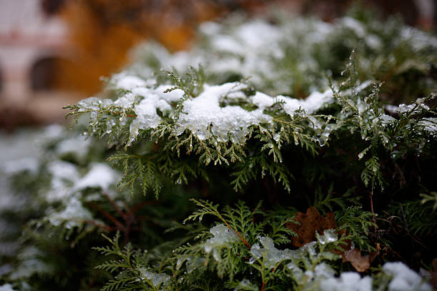 High-resolution close-up photograph of evergreen fir tree branches covered with snow. The image captures the intricate textures of the needles and the soft layer of snow, evoking the serene beauty of a winter forest. Perfect for showcasing seasonal themes, nature, or holiday concepts.