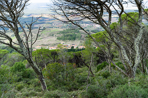 istock Valley village viewed through pine trees from ridge 2249836140