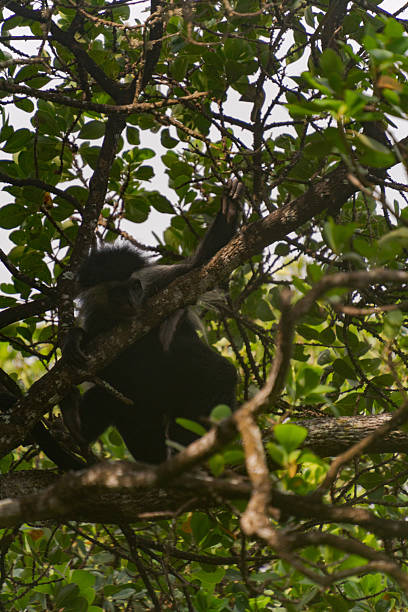 istock Wildlife Kenia Diani Beach 2249836260