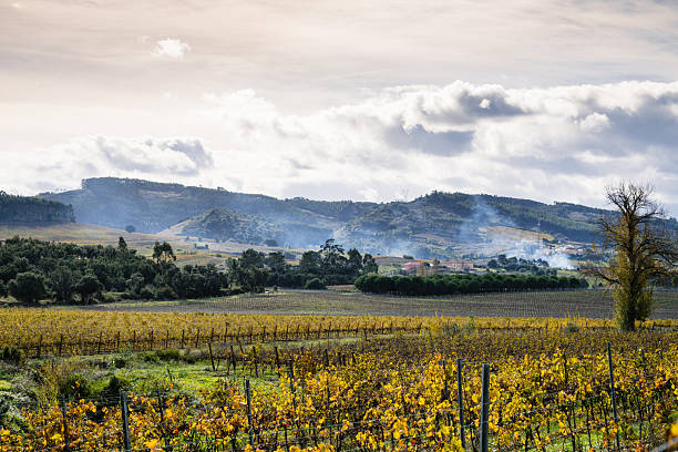 istock Wide vineyard valley with distant hills 2249836490